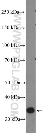 Prohibitin 2 Antibody in Western Blot (WB)