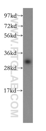 SFXN1 Antibody in Western Blot (WB)