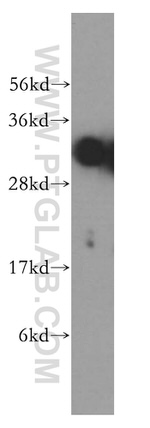 SFXN1 Antibody in Western Blot (WB)