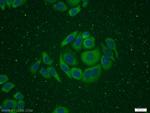 ITGB1BP1 Antibody in Immunocytochemistry (ICC/IF)