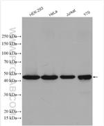 ASCC1 Antibody in Western Blot (WB)