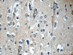 APLP1 Antibody in Immunohistochemistry (Paraffin) (IHC (P))
