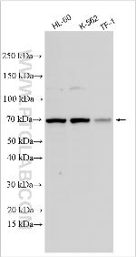 IL-27RA Antibody in Western Blot (WB)