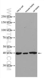 KIN17 Antibody in Western Blot (WB)
