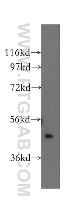 KIN17 Antibody in Western Blot (WB)