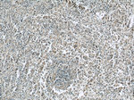 ANGPTL2 Antibody in Immunohistochemistry (Paraffin) (IHC (P))