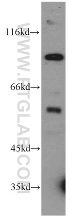 NETO2 Antibody in Western Blot (WB)