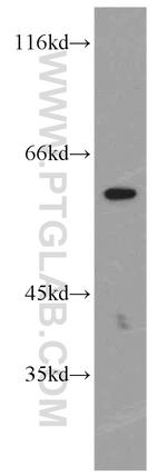 NETO2 Antibody in Western Blot (WB)