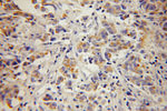 RAB3D Antibody in Immunohistochemistry (Paraffin) (IHC (P))