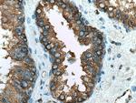 RAB3D Antibody in Immunohistochemistry (Paraffin) (IHC (P))