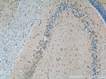 TWSG1 Antibody in Immunohistochemistry (Paraffin) (IHC (P))