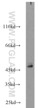 IDH1 Antibody in Western Blot (WB)