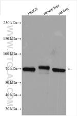 UBE3C Antibody in Western Blot (WB)