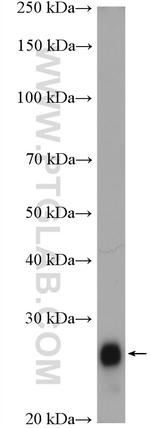 FAM3D Antibody in Western Blot (WB)