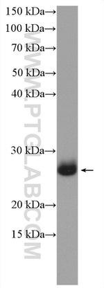 FAM3D Antibody in Western Blot (WB)