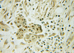 DNAJC12 Antibody in Immunohistochemistry (Paraffin) (IHC (P))