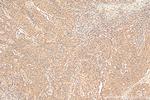DNAJC12 Antibody in Immunohistochemistry (Paraffin) (IHC (P))