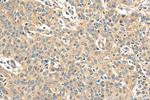 DNAJC12 Antibody in Immunohistochemistry (Paraffin) (IHC (P))