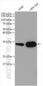 DNAJC12 Antibody in Western Blot (WB)