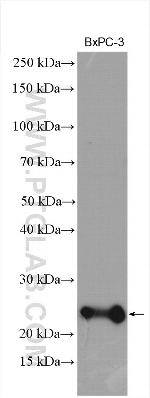 DNAJC12 Antibody in Western Blot (WB)