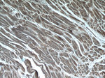 SDPR Antibody in Immunohistochemistry (Paraffin) (IHC (P))