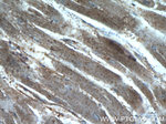 SDPR Antibody in Immunohistochemistry (Paraffin) (IHC (P))
