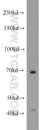 SDPR Antibody in Western Blot (WB)