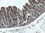 RALB Antibody in Immunohistochemistry (Paraffin) (IHC (P))
