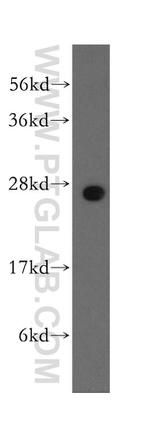 RALB Antibody in Western Blot (WB)
