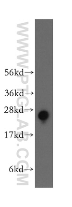RALB Antibody in Western Blot (WB)