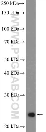 RALB Antibody in Western Blot (WB)