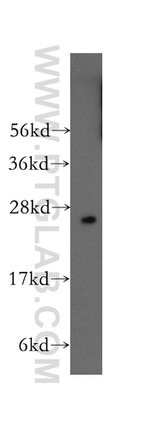 RALB Antibody in Western Blot (WB)
