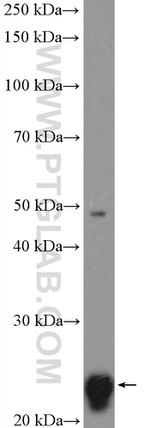 RALB Antibody in Western Blot (WB)