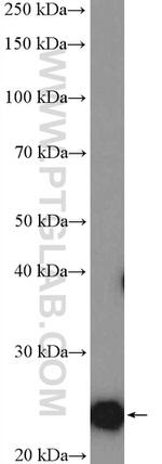 RALB Antibody in Western Blot (WB)
