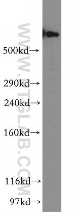 DYNC1H1 Antibody in Western Blot (WB)