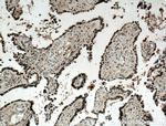MAGOH Antibody in Immunohistochemistry (Paraffin) (IHC (P))