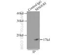 MAGOH Antibody in Immunoprecipitation (IP)