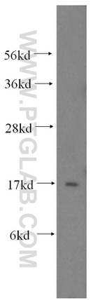 MAGOH Antibody in Western Blot (WB)