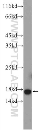 MAGOH Antibody in Western Blot (WB)