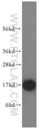 MAGOH Antibody in Western Blot (WB)