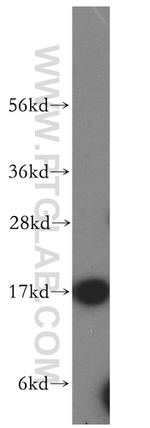 MAGOH Antibody in Western Blot (WB)