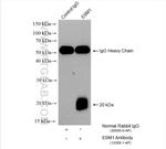ESM1 Antibody in Immunoprecipitation (IP)