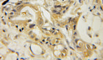 MRRF Antibody in Immunohistochemistry (Paraffin) (IHC (P))