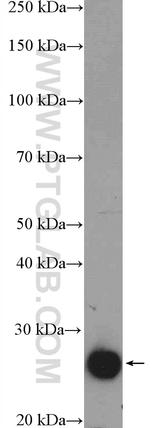 MRRF Antibody in Western Blot (WB)