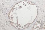 SYTL2 Antibody in Immunohistochemistry (Paraffin) (IHC (P))