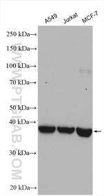SYTL2 Antibody in Western Blot (WB)