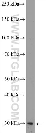 MXI1 Antibody in Western Blot (WB)