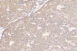 DNAJC1 Antibody in Immunohistochemistry (Paraffin) (IHC (P))