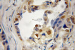 CCNDBP1 Antibody in Immunohistochemistry (Paraffin) (IHC (P))
