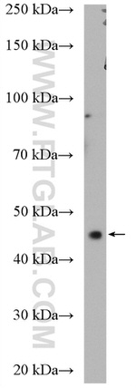 CCNDBP1 Antibody in Western Blot (WB)